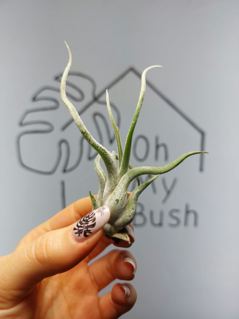 Tillandsia Caput Medusae Oplątwa MINI