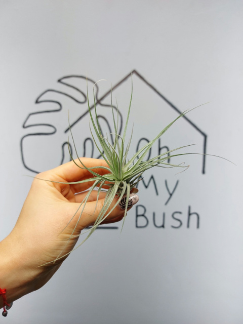 Tillandsia Double Ruth Oplątwa