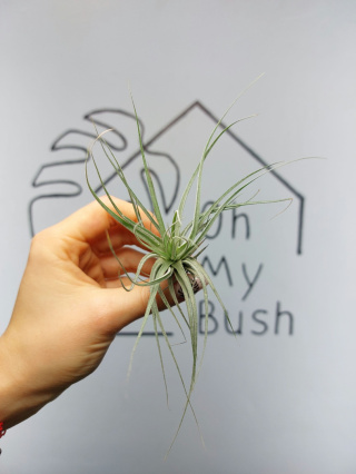 Tillandsia Double Ruth Oplątwa