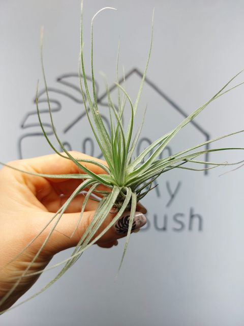 Tillandsia Double Ruth Oplątwa