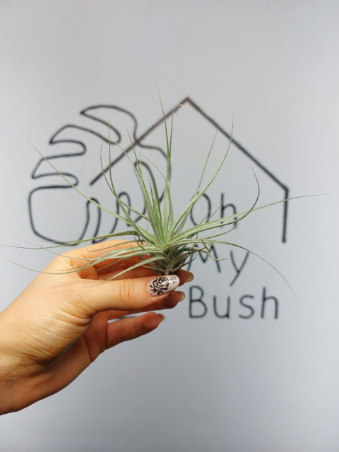 Tillandsia Double Ruth Oplątwa