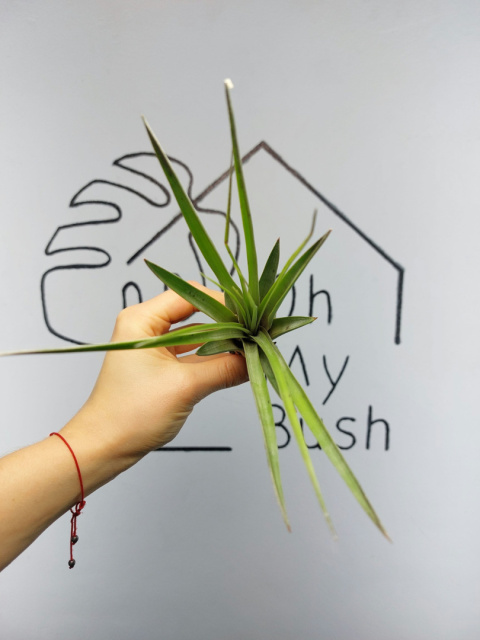 Tillandsia Fasciculata XL Oplątwa