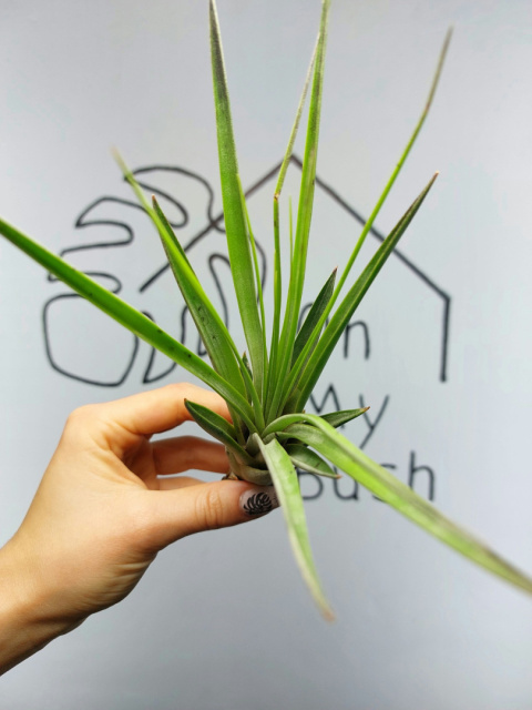 Tillandsia Fasciculata XL Oplątwa