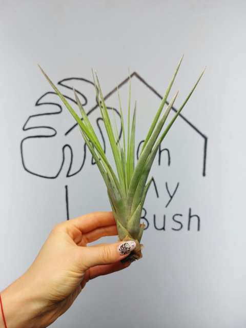 Tillandsia Fasciculata XL Oplątwa