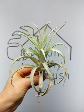 Tillandsia Harrisii XL Oplątwa