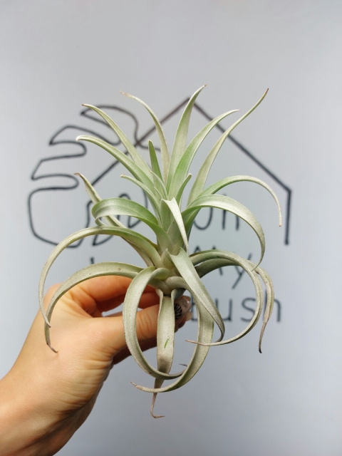 Tillandsia Harrisii XL Oplątwa