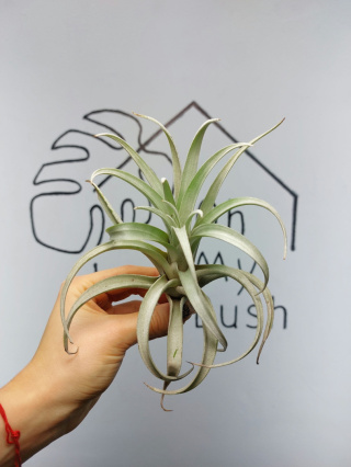 Tillandsia Harrisii XL Oplątwa