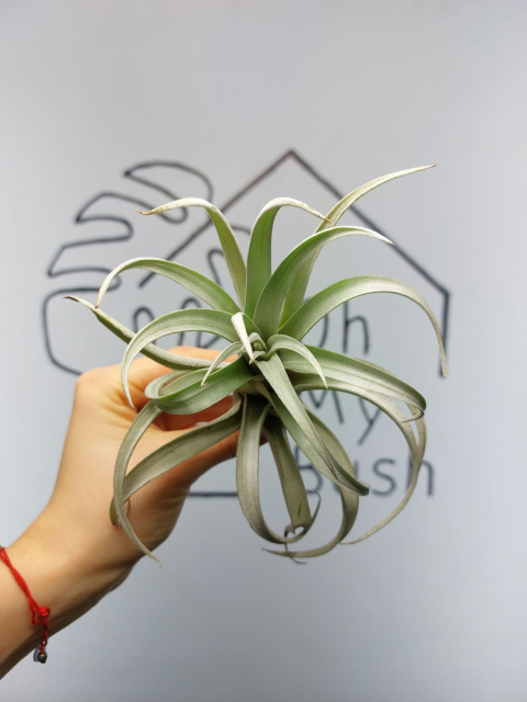 Tillandsia Harrisii XL Oplątwa