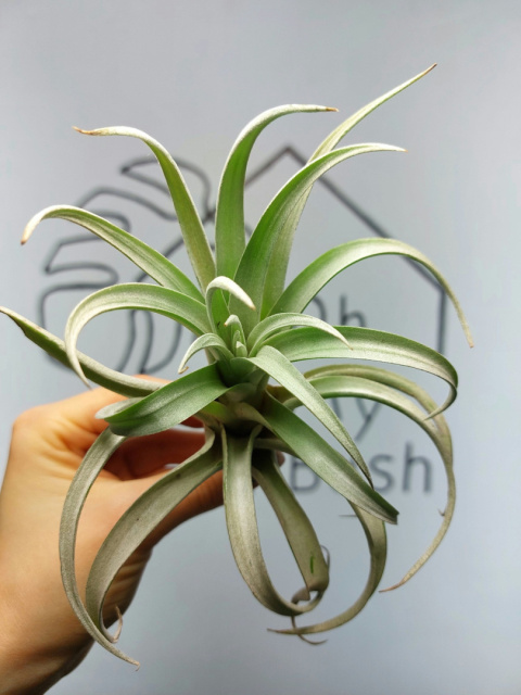 Tillandsia Harrisii XL Oplątwa