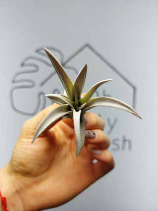 Tillandsia Harrisii Oplątwa MINI