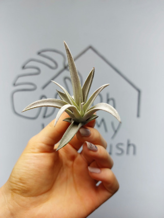 Tillandsia Harrisii Oplątwa MINI