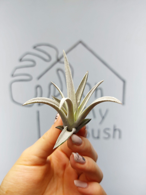 Tillandsia Harrisii Oplątwa MINI