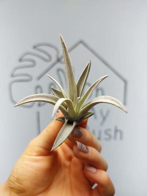 Tillandsia Harrisii Oplątwa MINI