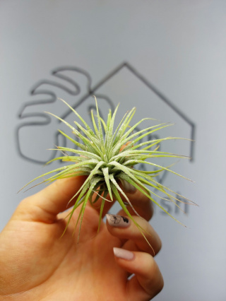 Tillandsia Ionantha Green Oplątwa