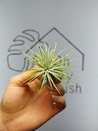 Tillandsia Ionantha Green Oplątwa