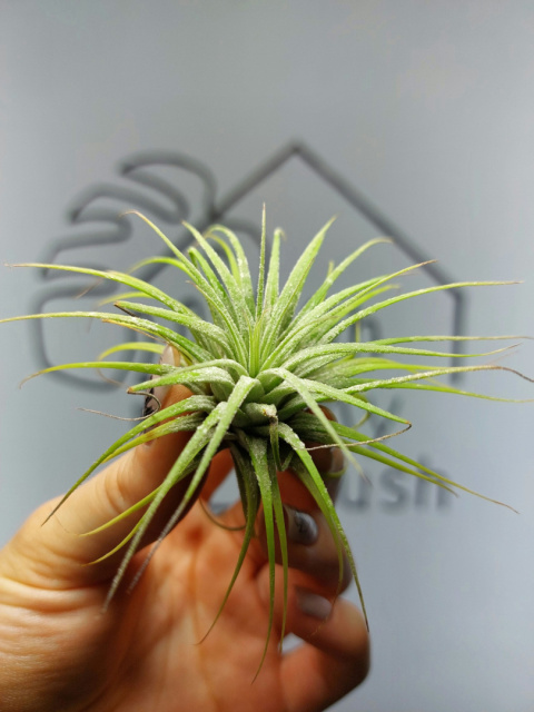 Tillandsia Ionantha Green Oplątwa