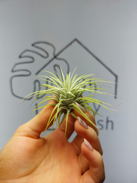 Tillandsia Ionantha Green Oplątwa