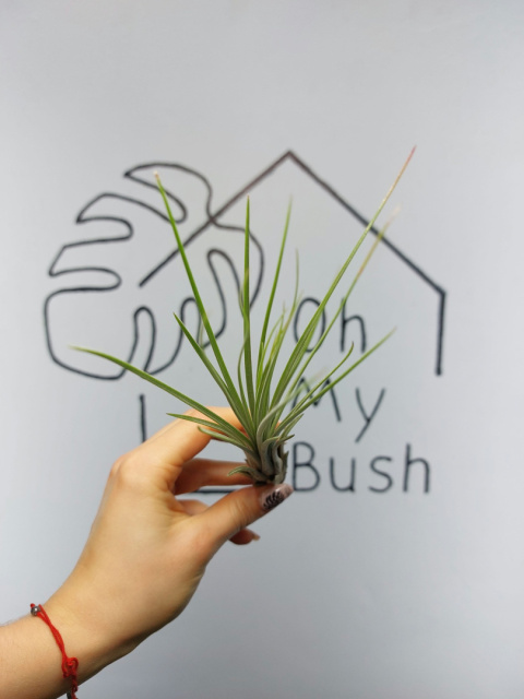 Tillandsia Juncea Oplątwa