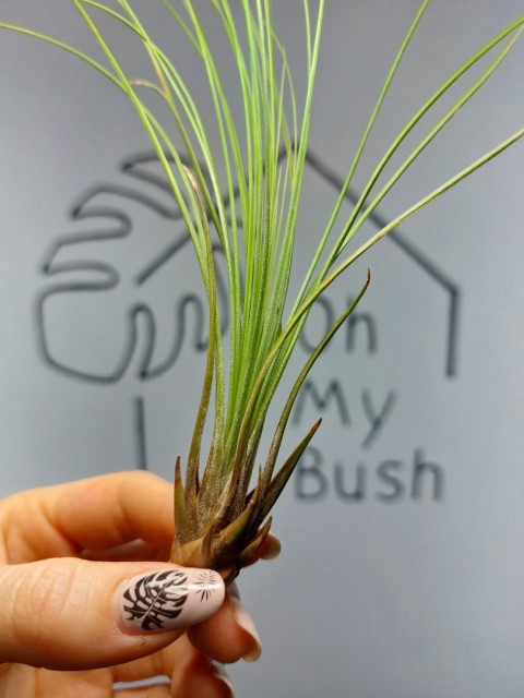 Tillandsia Juncifolia Oplątwa