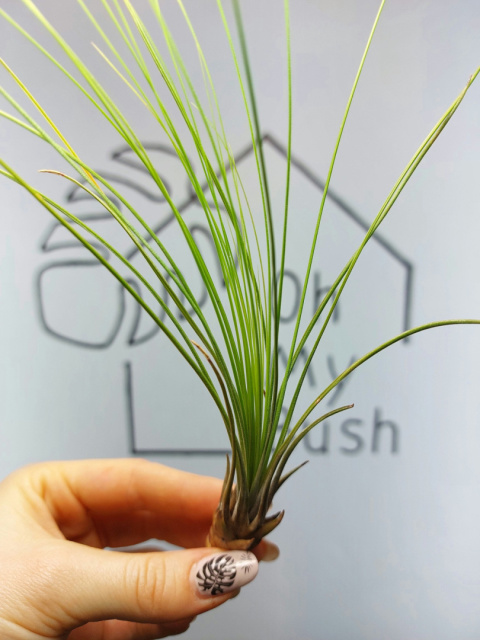 Tillandsia Juncifolia Oplątwa