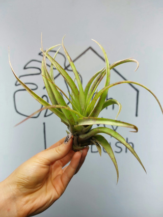 Tillandsia Multiflora Green XXL Oplątwa