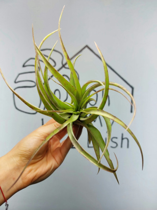 Tillandsia Multiflora Green XXL Oplątwa