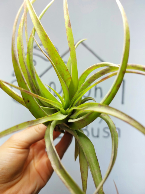 Tillandsia Multiflora Green XXL Oplątwa