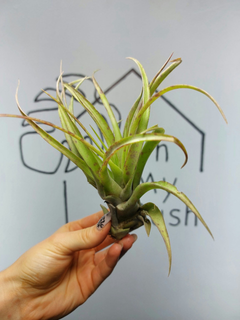 Tillandsia Multiflora Green XXL Oplątwa