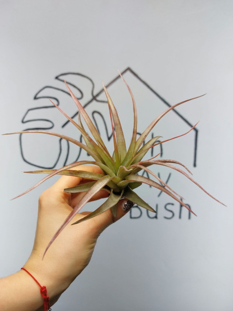 Tillandsia Multiflora Red XXL Oplątwa