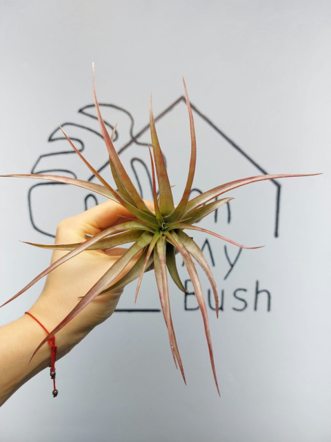 Tillandsia Multiflora Red XXL Oplątwa