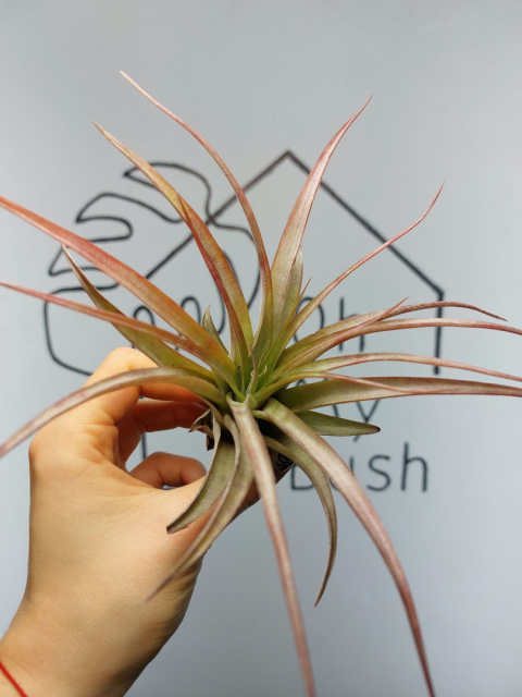 Tillandsia Multiflora Red XXL Oplątwa