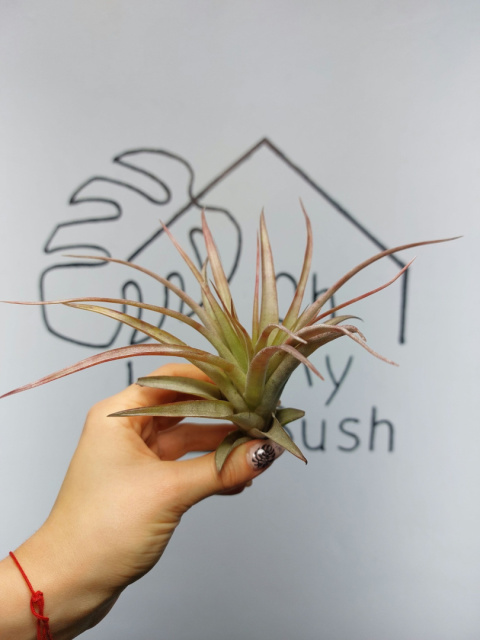 Tillandsia Multiflora Red XXL Oplątwa