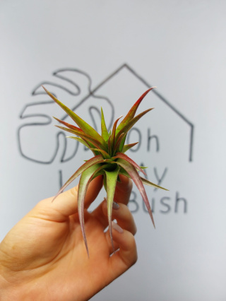 Tillandsia Multiflora Red Oplątwa