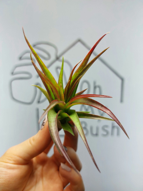 Tillandsia Multiflora Red Oplątwa