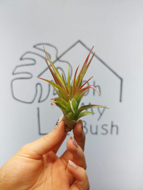 Tillandsia Multiflora Red Oplątwa