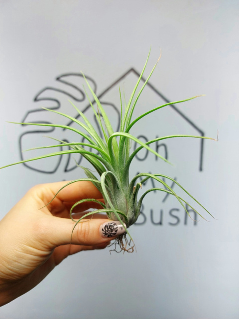 Tillandsia Oh My Goodness Oplątwa