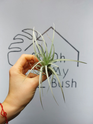 Tillandsia Silver Oplątwa