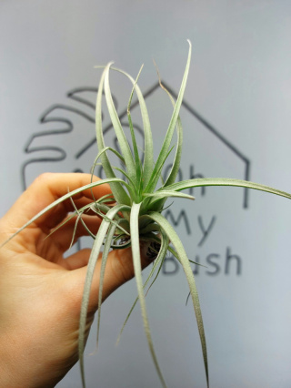 Tillandsia Silver Oplątwa