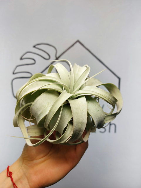 Tillandsia Xerographica L Oplątwa