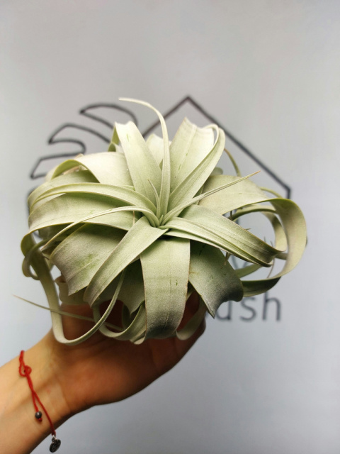 Tillandsia Xerographica L Oplątwa