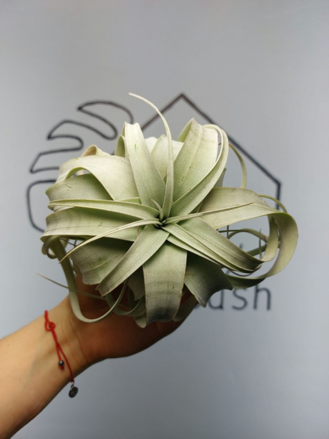 Tillandsia Xerographica L Oplątwa