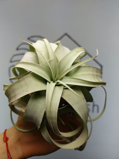 Tillandsia Xerographica L Oplątwa