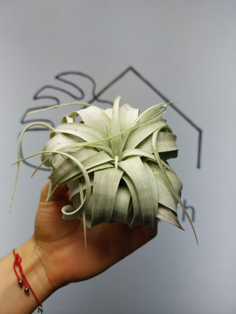 Tillandsia Xerographica Oplątwa