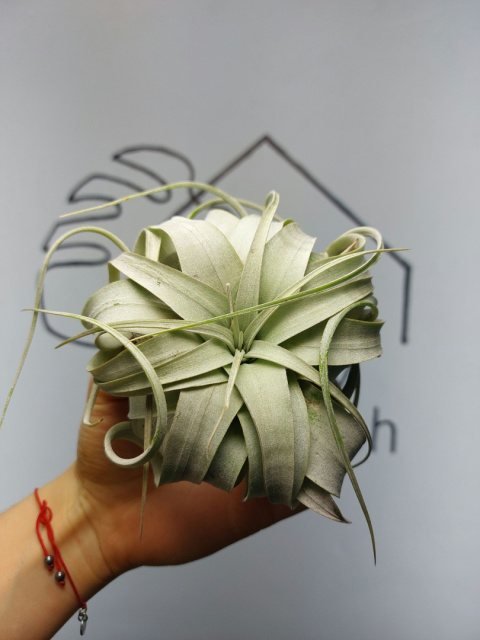 Tillandsia Xerographica Oplątwa