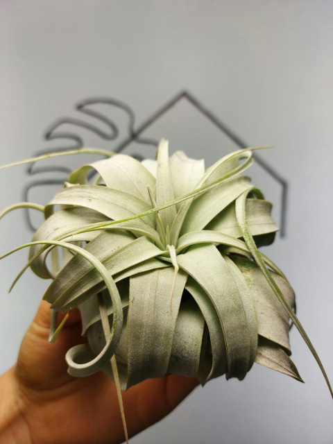 Tillandsia Xerographica Oplątwa