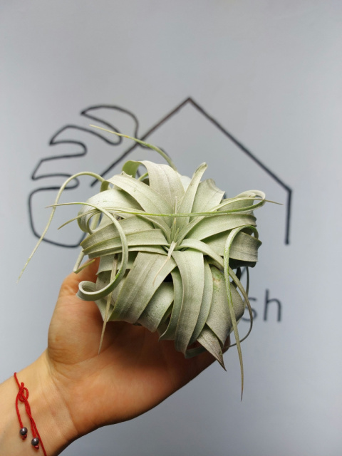 Tillandsia Xerographica Oplątwa