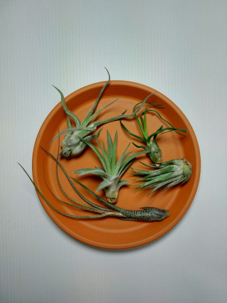 Zestaw | Oplątwy Mini | 5x Tillandsia Baby