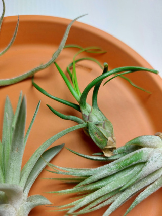 Zestaw | Oplątwy Mini | 5x Tillandsia Baby