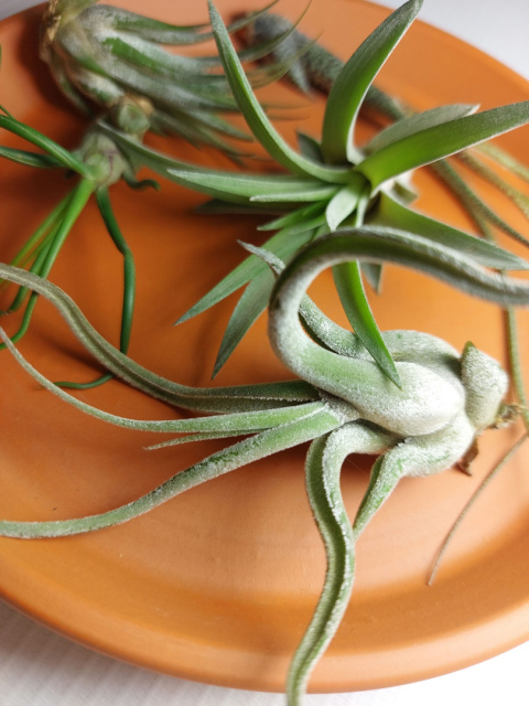 Zestaw | Oplątwy Mini | 5x Tillandsia Baby