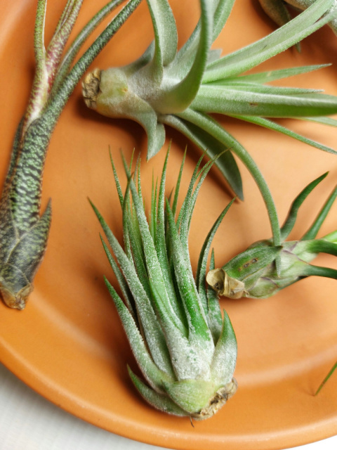 Zestaw | Oplątwy Mini | 5x Tillandsia Baby